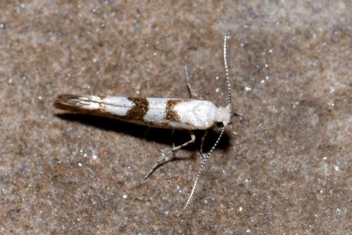 Argyresthia sorbiella